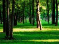 В Госдуму внесен проект о создании «зеленого щита» вокруг мегаполисов