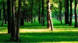 В Госдуму внесен проект о создании «зеленого щита» вокруг мегаполисов