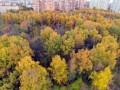 ОНФ проведет акции за запрет вырубки леса в радиусе 70 км от МКАД